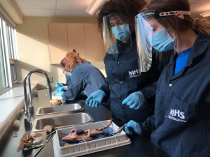 Deux étudiantes dissèquent une grenouille